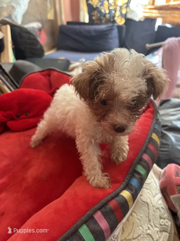 Tiny Teacup. Miss. Pixie – Maltipoo, Poodle - Toy  puppy for sale in Hammond, LA
