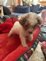 Tiny Teacup. Miss. Pixie, a female Maltipoo and Poodle - Toy  for sale in Hammond, LA – 1 of 2