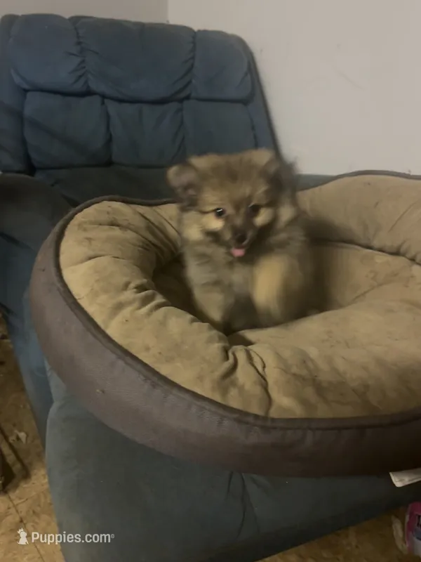 Teacup. Jessie – Pomeranian puppy for sale in Hammond, LA