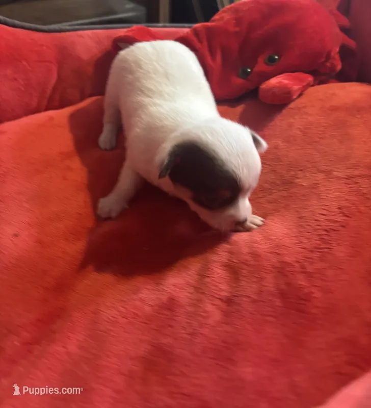 Chalupa. ChiChi – Chihuahua puppy for sale in Hammond, LA