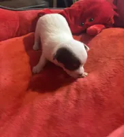 Chalupa. ChiChi, a female Chihuahua for sale in Hammond, LA – 1 of 2