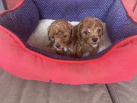 Phillip   Toy Poodle, a male Poodle - Toy  for sale in Hammond, LA – 4 of 6