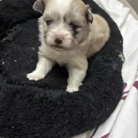 Sassy, a female Maltipoo for sale in Hammond, LA – Photo 1 of 3