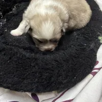 Sassy, a female Maltipoo for sale in Hammond, LA – Photo 3 of 3