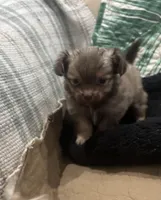 Teacup. Jessie, a female Pomeranian for sale in Hammond, LA – Photo 2 of 5