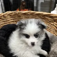 Jax, a female Pomeranian for sale in Hammond, LA – Photo 1 of 4