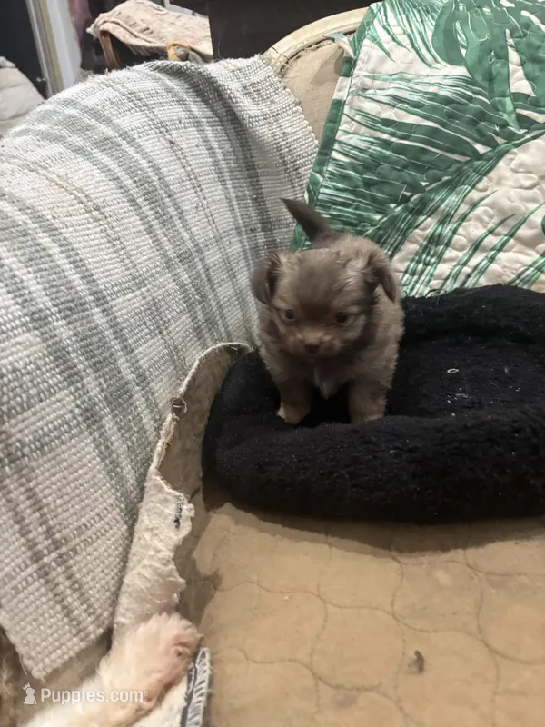 Teacup. Jessie, a female Pomeranian for sale in Hammond, LA – Photo 1 of 5