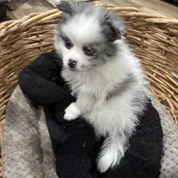 Jax, a female Pomeranian for sale in Hammond, LA – Photo 2 of 4