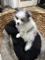 Jax, a female Pomeranian for sale in Hammond, LA – Photo 2 of 4