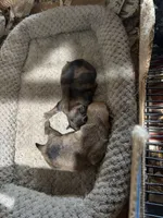 Teacup. Jessie, a female Pomeranian for sale in Hammond, LA – Photo 4 of 5