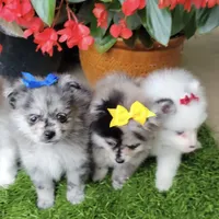 Jax, a female Pomeranian for sale in Hammond, LA – Photo 3 of 4