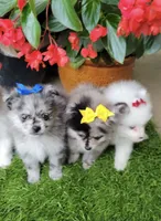 Jax, a female Pomeranian for sale in Hammond, LA – Photo 3 of 4