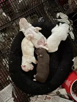El Chappo, a male Chihuahua for sale in Hammond, LA – 3 of 3