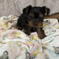 Teacup Pepper, a male Yorkshire Terrier for sale in Hammond, LA – Photo 2 of 2