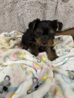 Teacup Pepper, a male Yorkshire Terrier for sale in Hammond, LA – Photo 2 of 2