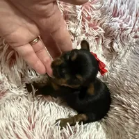 Teacup Pepper, a male Yorkshire Terrier for sale in Hammond, LA – Photo 1 of 2