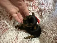 Teacup Pepper, a male Yorkshire Terrier for sale in Hammond, LA – Photo 1 of 2