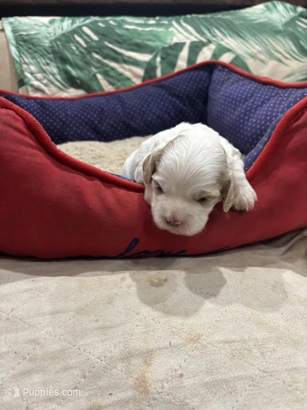 Calvin – Cavapoo puppy for sale in Hammond, LA