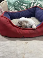 Calvin, a male Cavapoo for sale in Hammond, LA – Photo 2 of 2