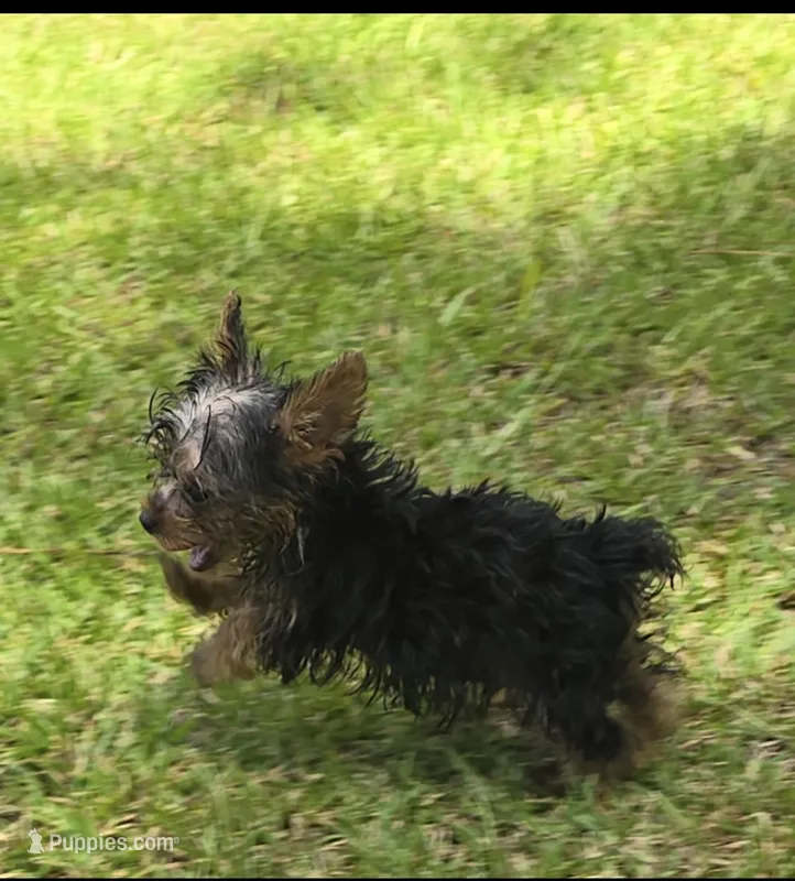 Tiny Teacup Yorkie Bo – Yorkshire Terrier puppy for sale in Hammond, LA