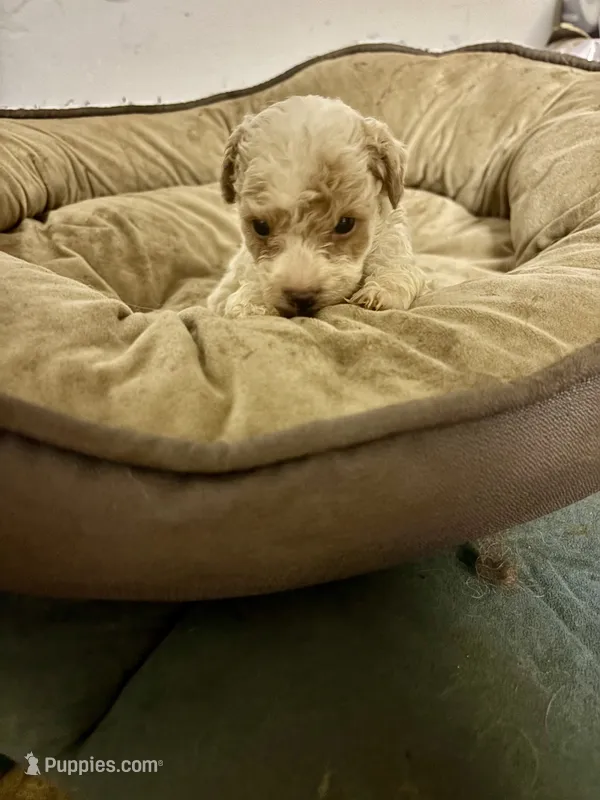 Shadow – Miniature Goldendoodle puppy for sale in Hammond, LA