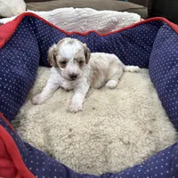 Angel is a tiny Toy, a female Goldendoodle and Miniature Goldendoodle for sale in Hammond, LA – Photo 5 of 5