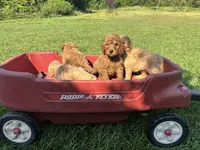 Benz, a male Poodle - Miniature  and Miniature Goldendoodle for sale in Hammond, LA – 3 of 3