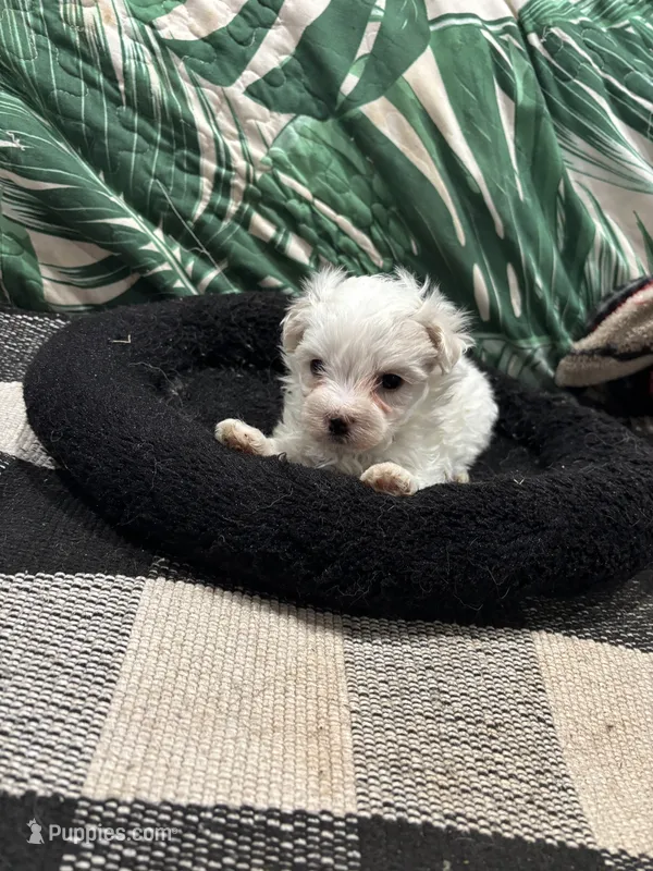 Dianna – Maltipoo puppy for sale in Hammond, LA