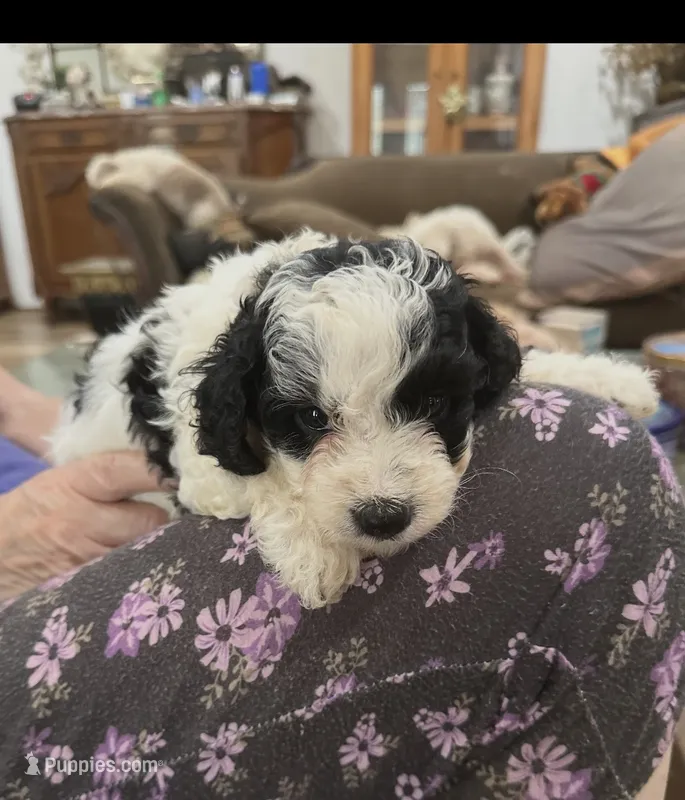 Calvin – Cavalier King Charles Spaniel puppy for sale in Hammond, LA