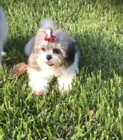 Prissy.  Tcup, a female Maltipoo for sale in Hammond, LA – Photo 5 of 8