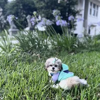 Prissy.  Tcup, a female Maltipoo for sale in Hammond, LA – Photo 7 of 8