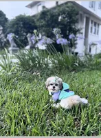 Prissy.  Tcup, a female Maltipoo for sale in Hammond, LA – Photo 7 of 8