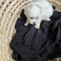 Prissy.  Tcup, a female Maltipoo for sale in Hammond, LA – Photo 3 of 8
