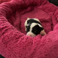 Prissy.  Tcup, a female Maltipoo for sale in Hammond, LA – Photo 1 of 8