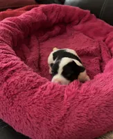 Prissy.  Tcup, a female Maltipoo for sale in Hammond, LA – Photo 1 of 8