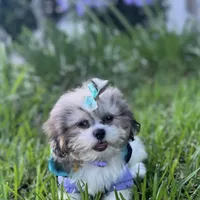 Prissy.  Tcup, a female Maltipoo for sale in Hammond, LA – Photo 6 of 8