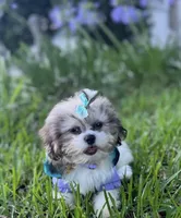 Prissy.  Tcup, a female Maltipoo for sale in Hammond, LA – Photo 6 of 8