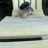 Prissy.  Tcup, a female Maltipoo for sale in Hammond, LA – Photo 2 of 8