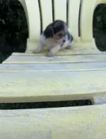 Prissy.  Tcup, a female Maltipoo for sale in Hammond, LA – Photo 2 of 8