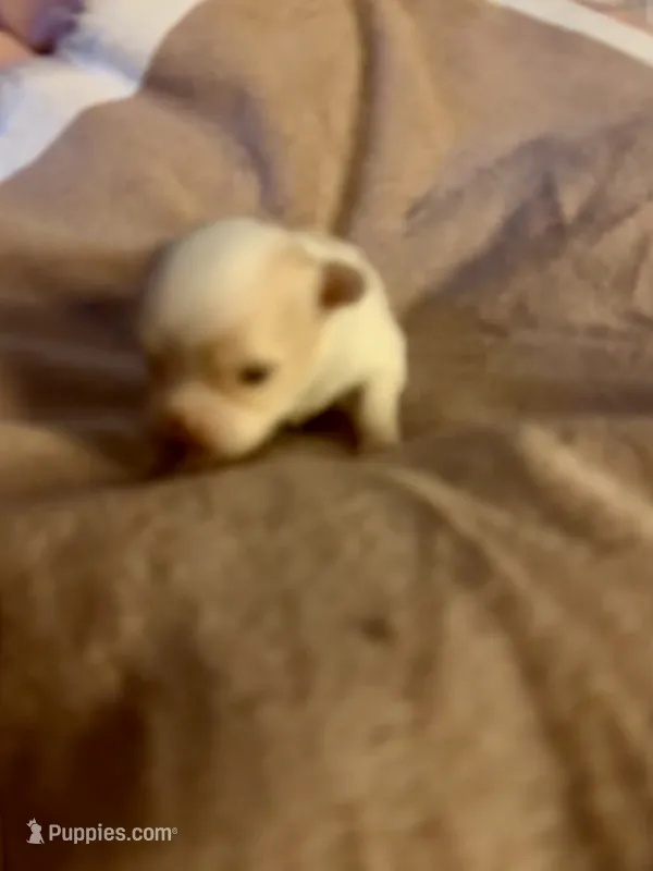 El Chappo – Chihuahua puppy for sale in Hammond, LA