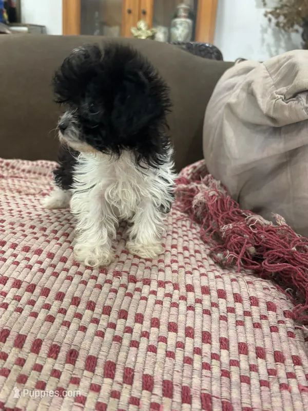 Tiny Teacup Natasha – Maltipoo, Poodle - Toy  puppy for sale in Hammond, LA