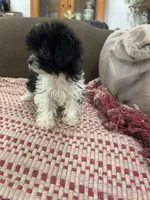 Tiny Teacup Natasha, a female Maltipoo and Poodle - Toy  for sale in Hammond, LA – 1 of 3