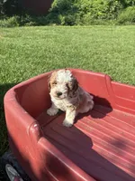 Sassy, a female Maltipoo for sale in Hammond, LA – 3 of 3