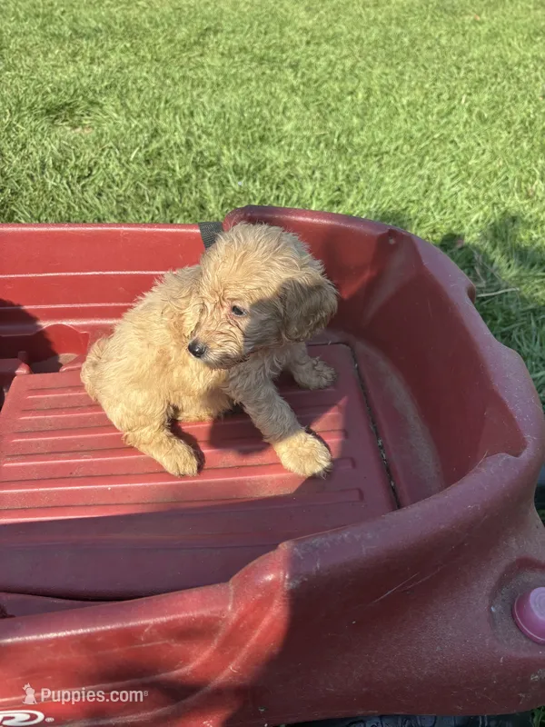 Blake – Goldendoodle puppy for sale in Hammond, LA