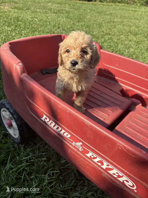 miniature Golden doodle – Goldendoodle, Poodle - Miniature  puppy for sale in Hammond, LA