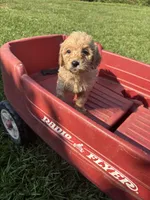 miniature Golden doodle, a male Goldendoodle and Poodle - Miniature  for sale in Hammond, LA – 1 of 7