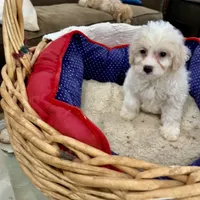 Phillip Toy Poodle, a male Poodle - Toy  for sale in Hammond, LA – Photo 6 of 8