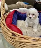 Phillip Toy Poodle, a male Poodle - Toy  for sale in Hammond, LA – Photo 6 of 8