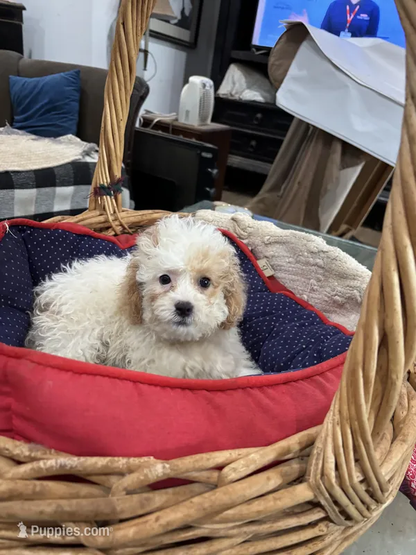 Phillip maltipoo – Maltipoo, Poodle - Toy  puppy for sale in Hammond, LA