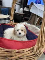 Phillip Toy Poodle, a male Poodle - Toy  for sale in Hammond, LA – Photo 7 of 8
